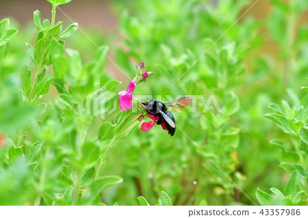 Rainbow-colored feathers are beautiful Taiwan bamboo bear Rainbow-colored feathers are beautiful Taiwan bamboo bear 43357986