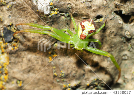 Hanagumo Hanagumo 43358037