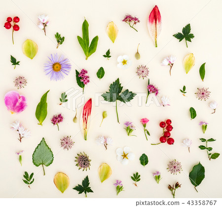 summer flowers and leaves 43358767