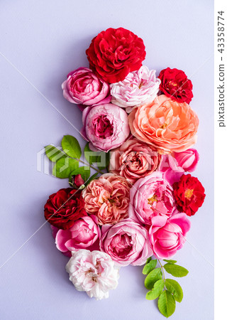 nice fresh roses 43358774
