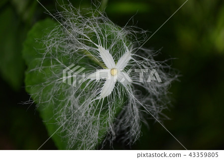 開花在日落以後的烏鴉花 開花在日落以後的烏鴉花 43359805