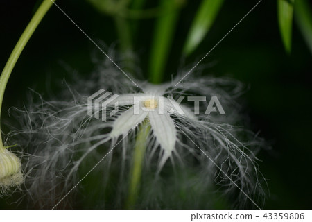 開花在日落以後的烏鴉花 43359806