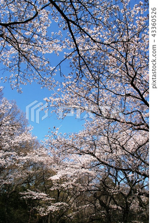 Cherry Blossoms	 43360526