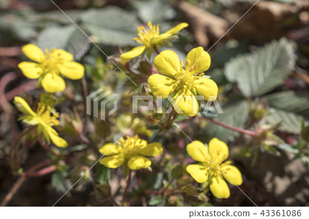 Yangpyeong, Yellow, Many, Yongsan-gu, Seoul 43361086