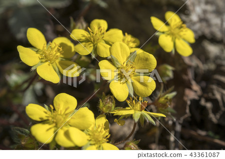 Yangpyeong，黃色，許多，龍山區，首爾 43361087