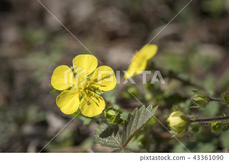 Yangpyeong, Yellow, Many, Yongsan-gu, Seoul Yangpyeong, Yellow, Many, Yongsan-gu, Seoul 43361090