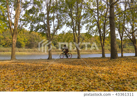 Camping, Autumn, Songho National Tourist Spots Camping, Autumn, Songho National Tourist Spots 43361311