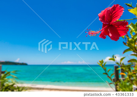 Hibiscus and the sea of Okinawa Hibiscus and the sea of Okinawa 43361333