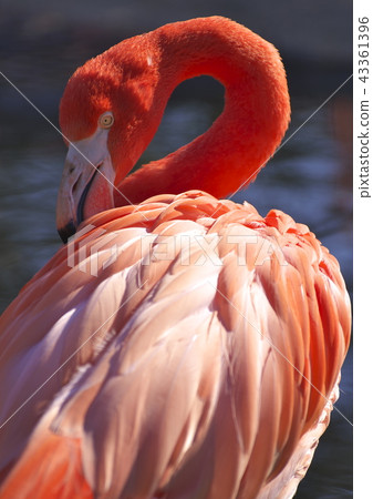 脖子長而方便 43361396