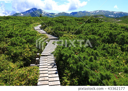 Northern Alps Unzenaira Japan Alpine plant and rock walking in the last secret zone 43362177