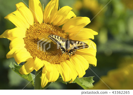 向日葵和swallowtail蝴蝶 向日葵和swallowtail蝴蝶 43362265