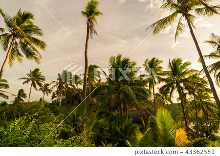 Coconut palm tree uprisen view in island 43362551