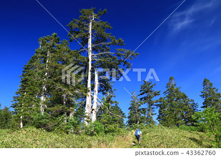 Road from the northern alps Unnohira Yakushizawa hut to Tarohei Shirabiso 43362760
