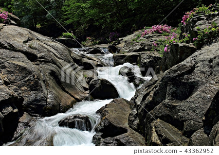 Azalea, spring, valley, flower, valley valley 43362952