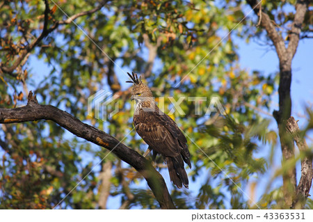 Changeable hawk-eagle, Nisaetus cirrhatus, India 43363531