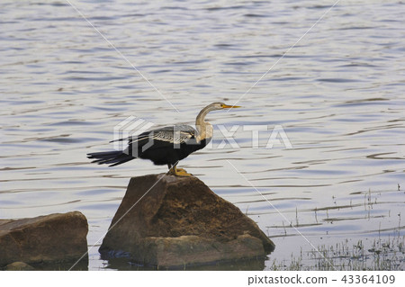 Oriental darter or Indian darter, Rajasthan, India 43364109