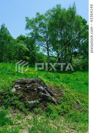 Kasumamine plateau in early summer 43364149