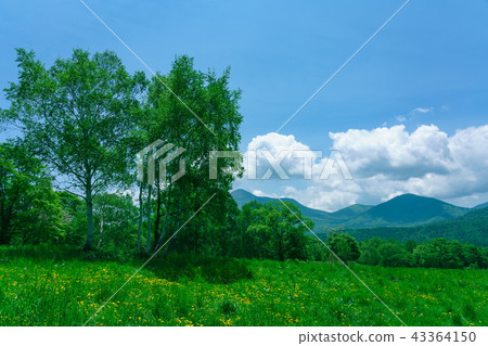 Kasumamine plateau in early summer 43364150