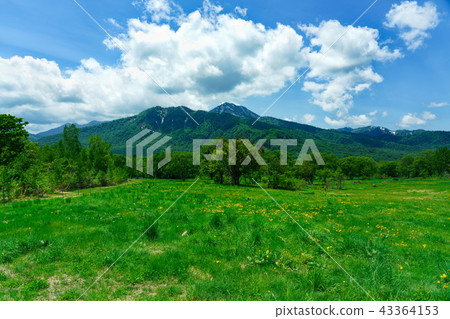Kasumamine plateau in early summer 43364153