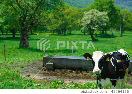 Kasumamine plateau in early summer 43364156