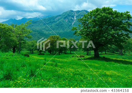 Kasumamine plateau in early summer 43364158