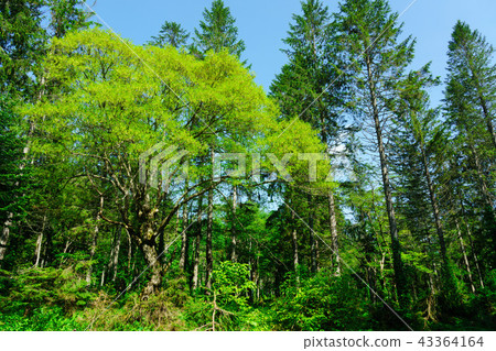 Kasumamine plateau in early summer 43364164