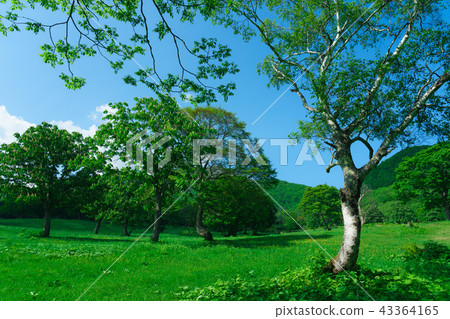 Kasumamine plateau in early summer 43364165