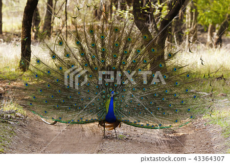 The Indian peafowl, Ranthambhore Tiger Reserve The Indian peafowl, Ranthambhore Tiger Reserve 43364307