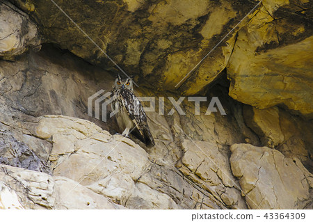 Indian Eagle Owl, Bubo bengalensis, Bera Rajasthan 43364309