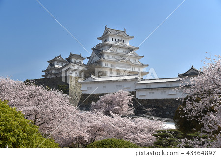 Himeji Castle National Treasure extant tower and cherry blossoms in full bloom 43364897