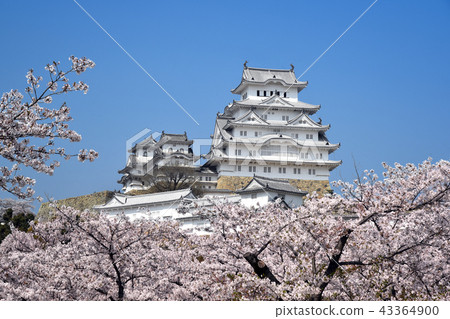 Himeji Castle National Treasure extant tower and cherry blossoms in full bloom 43364900