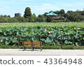 Lotus Shinobu pond 43364948