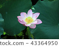 Lotus Shinobu pond 43364950