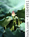Lotus Shinobu pond 43364951