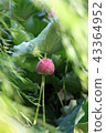 Lotus Shinobu pond 43364952
