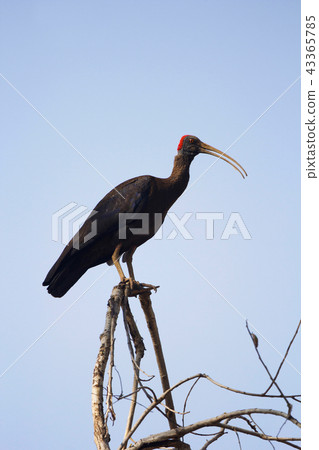 Red-naped ibis, Bandhavgarh Tiger Reserve, India Red-naped ibis, Bandhavgarh Tiger Reserve, India 43365785