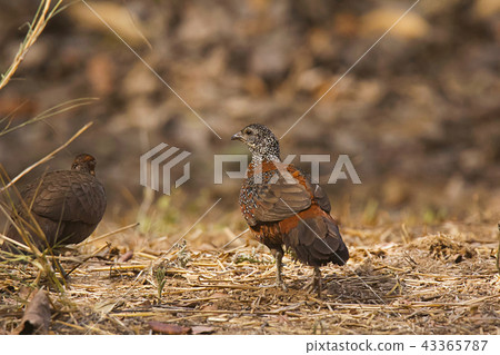 Painted spurfowl, Ranthambhore Tiger Reserve Painted spurfowl, Ranthambhore Tiger Reserve 43365787