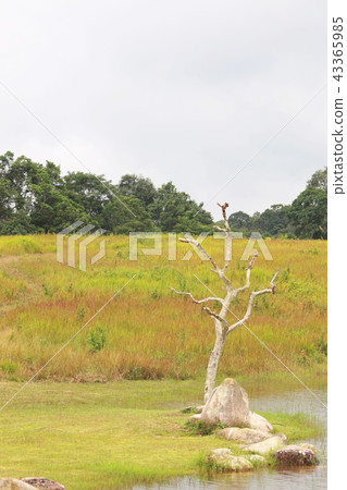 The forest and grass background in the khoa yai The forest and grass background in the khoa yai 43365985