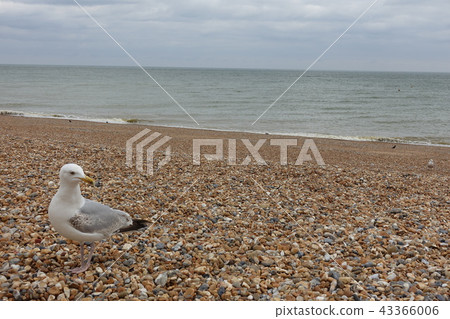 海灘在布賴頓,英國 海灘在布賴頓,英國 43366006