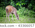 Deer eating the grass in the khaoyai national park 43366057