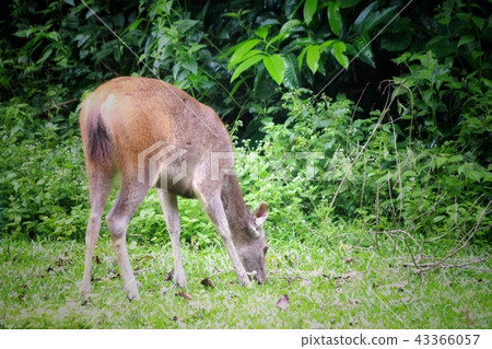 Deer eating the grass in the khaoyai national park 43366057