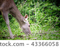 Deer eating the grass in the khaoyai national park 43366058