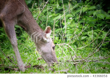 Deer eating the grass in the khaoyai national park Deer eating the grass in the khaoyai national park 43366058