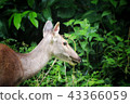 Deer eating the grass in the khaoyai national park 43366059