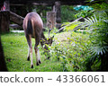 Deer eating the grass in the khaoyai national park 43366061