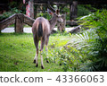Deer eating the grass in the khaoyai national park 43366063