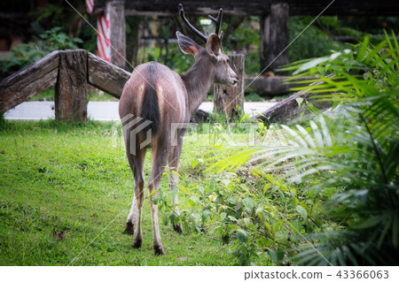 Deer eating the grass in the khaoyai national park Deer eating the grass in the khaoyai national park 43366063