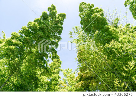 藍天和樹 藍天和樹 43366275