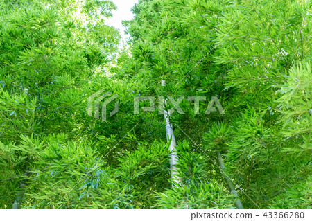  Bamboo grove 43366280