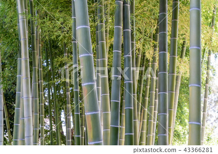  Bamboo grove 43366281